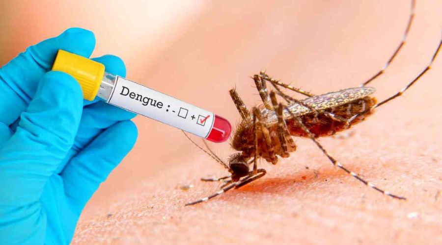 Clicca per accedere all'articolo Comunicazione n 104 - Circolare Ministero della Salute 26620-29/08/2023-DGPRE-DGPRE-P recante “Casi confermati di dengue con esposizione autoctona, indicazioni generali”.